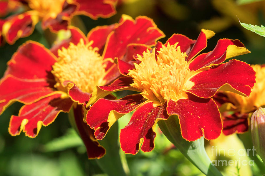 French Marigold flowers Photograph by Bryan Attewell