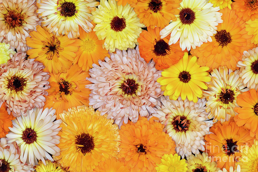 Marigold Flowers Photograph by Tim Gainey