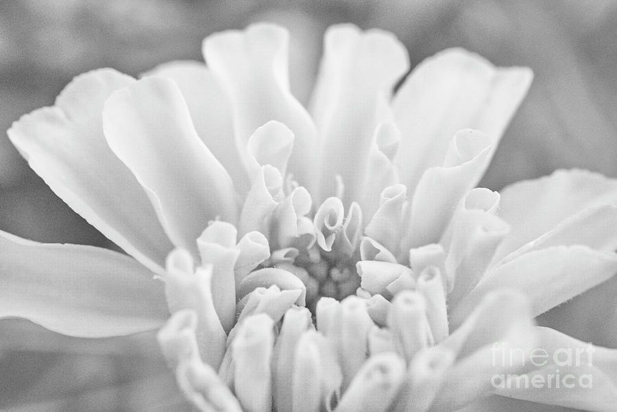 Marigold in Black and White Photograph by Iris Richardson