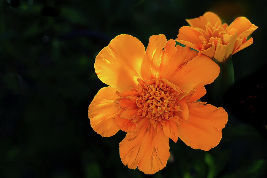 Spring Photograph - Marigold by Laura Epstein