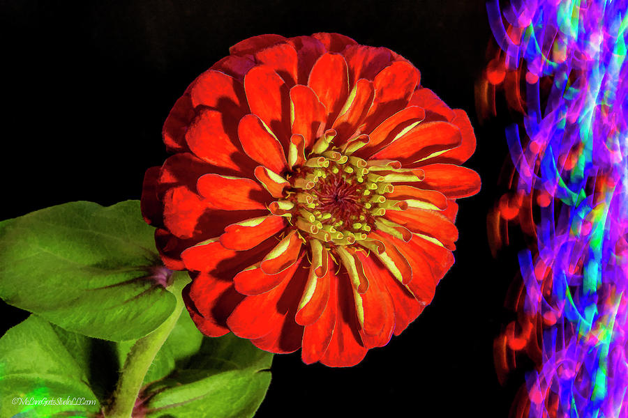 Marigold Lights Photograph by LeeAnn McLaneGoetz McLaneGoetzStudioLLCcom