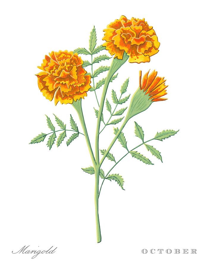 Marigold October Birth Month Flower Botanical Print on White - Art by Jen Montgomery Painting by Jen Montgomery