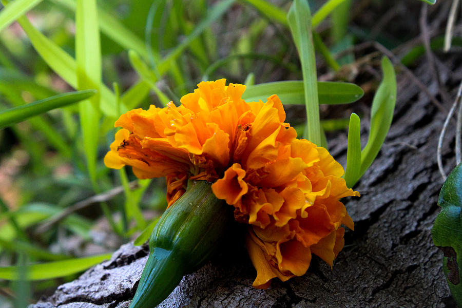 Marigold on a Tree Root Photograph by W Craig Photography
