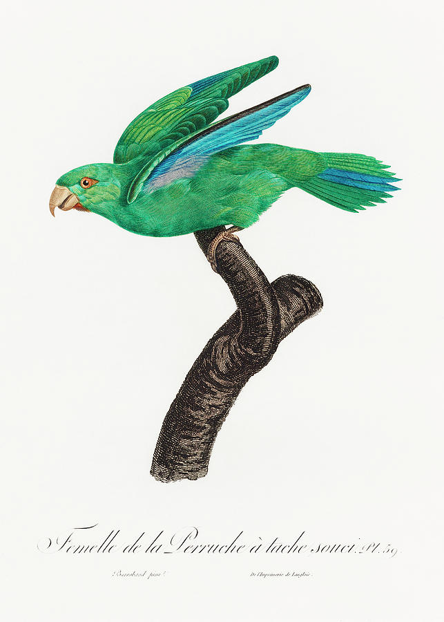 Marigold Parakeet, Female from Natural History of Parrots Painting by MotionAge Designs