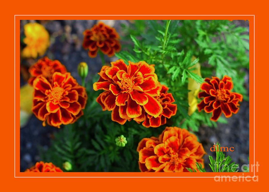 Marigold with Orange Photograph by Donna L Munro