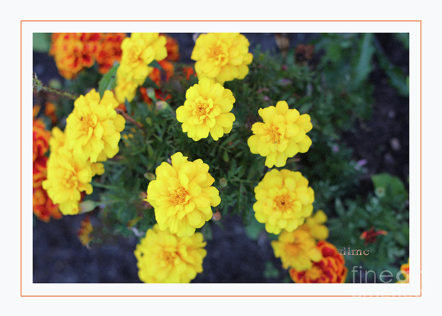 Marigold Yellow Photograph by Donna L Munro