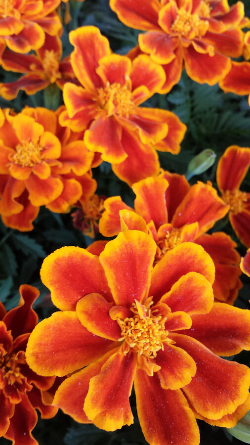Marigolds flowers Photograph by Deana Lee Andrew / Foap