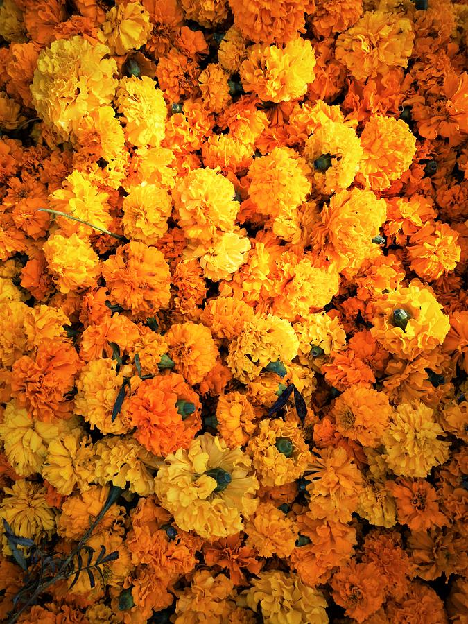 Marigolds Photograph by Jarek Filipowicz