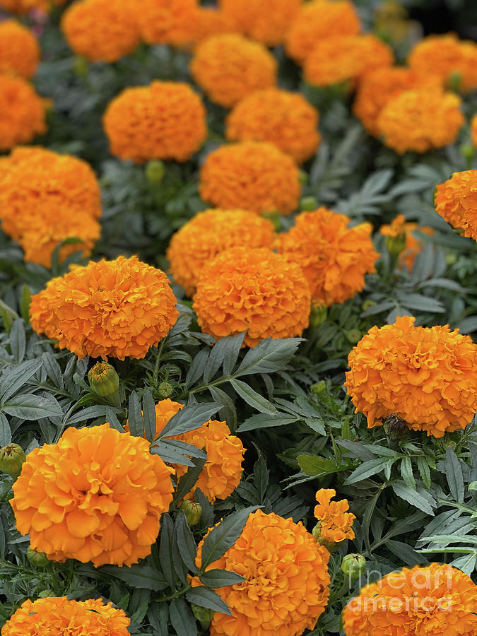 Marigolds and Zinnias Photograph by Nina Prommer | Pixels