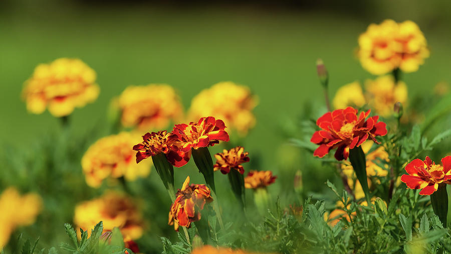 Marigolds Photograph by Simmie Reagor