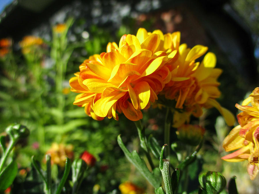 Marigolds  Photograph by W Craig Photography