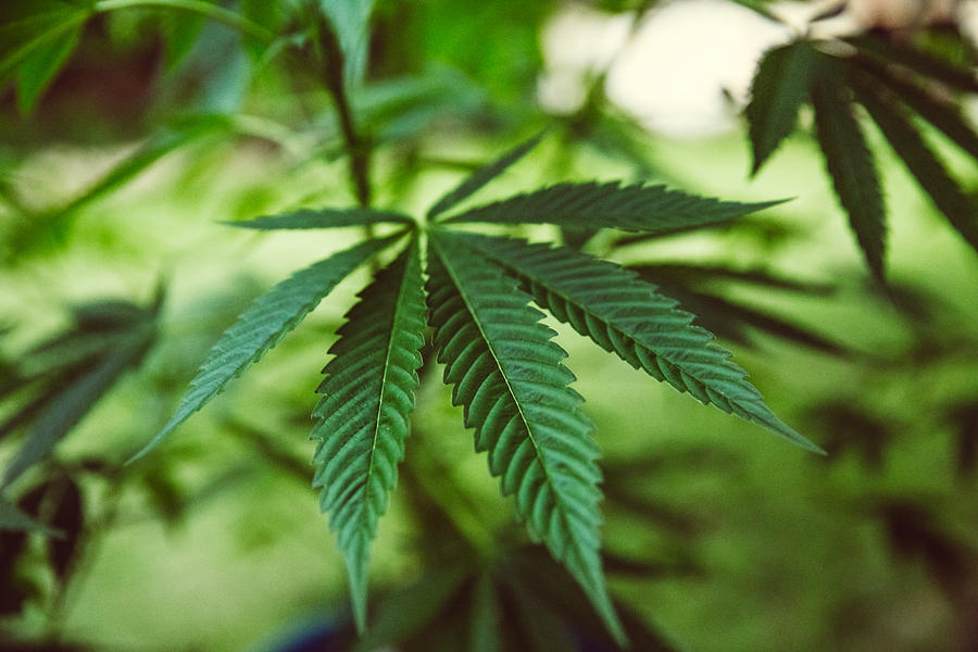 Marijuana background, marijuana leaf, marijuana plant, pot leaf, pot plant, cannabis, legal marijuana legalization Photograph by Jena Ardell