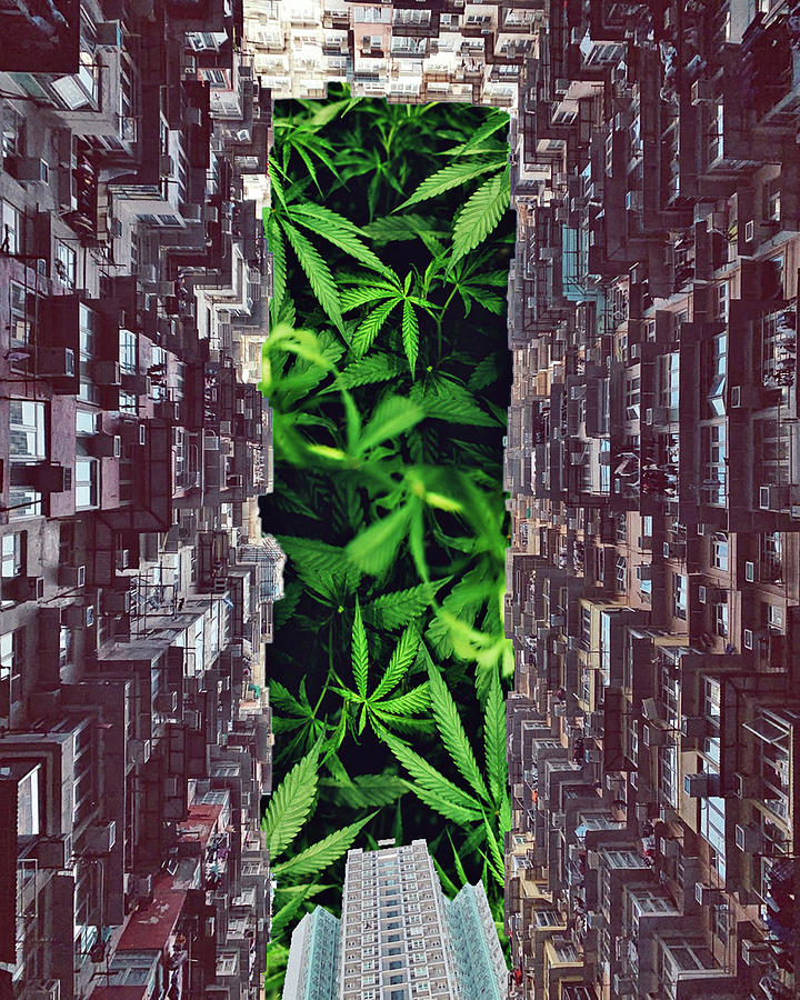 Marijuana Heaven Digital Art by John Vincent Palozzi