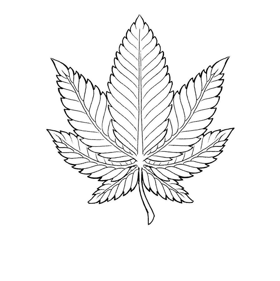 pot leaf drawings
