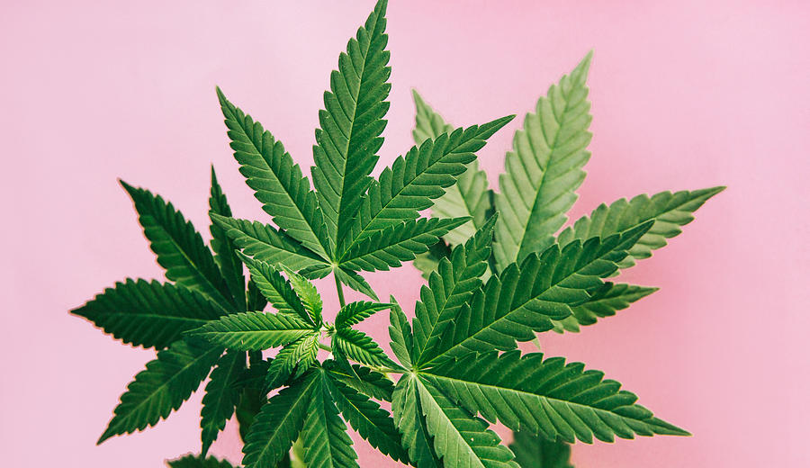 Marijuana leaves background Photograph by Jena Ardell Marijuana leaves background Photograph by Jena Ardell