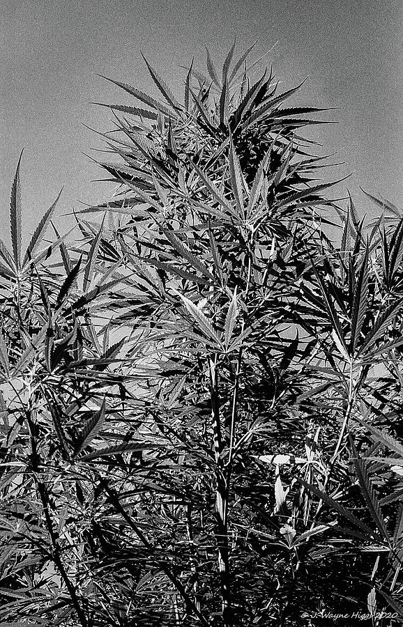 Marijuana Photograph