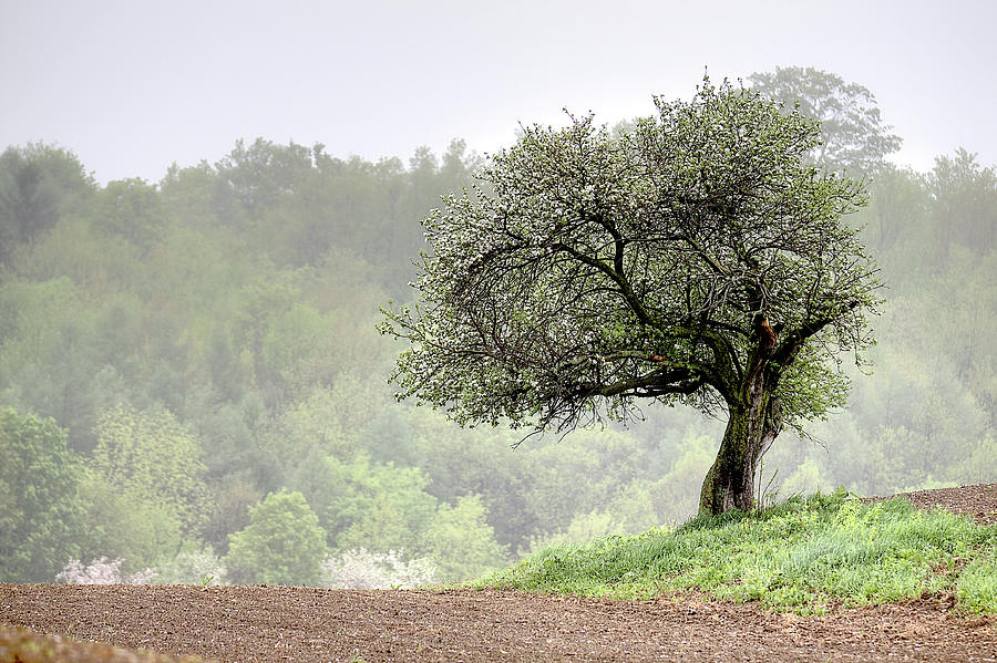 Marilla Tree Photograph by Don Nieman