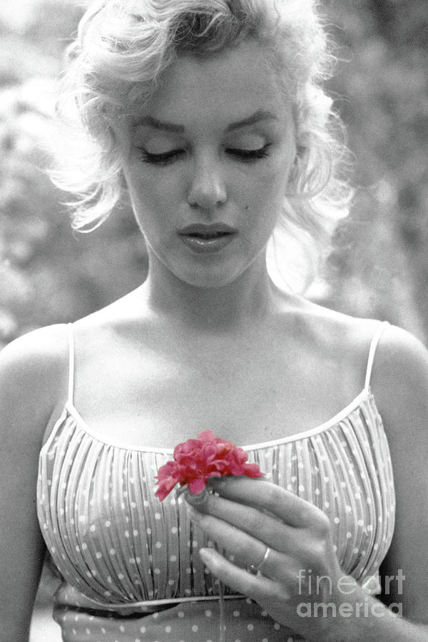 Marilyn Monroe Holding a Pink Flower Photograph by Doc Braham