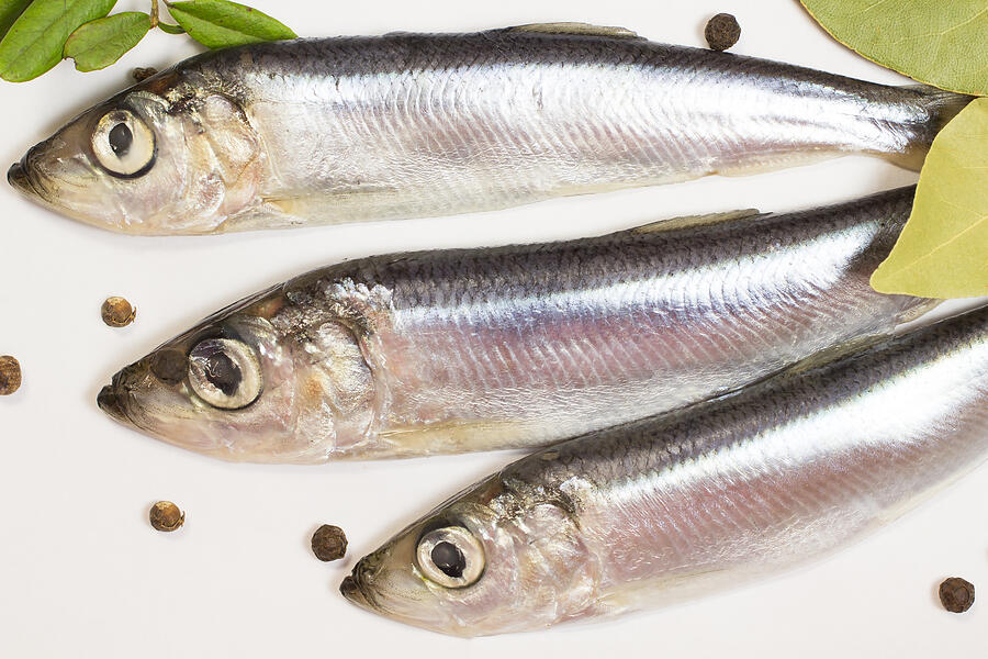 Marine fish herring on a white background Photograph by Olenaa