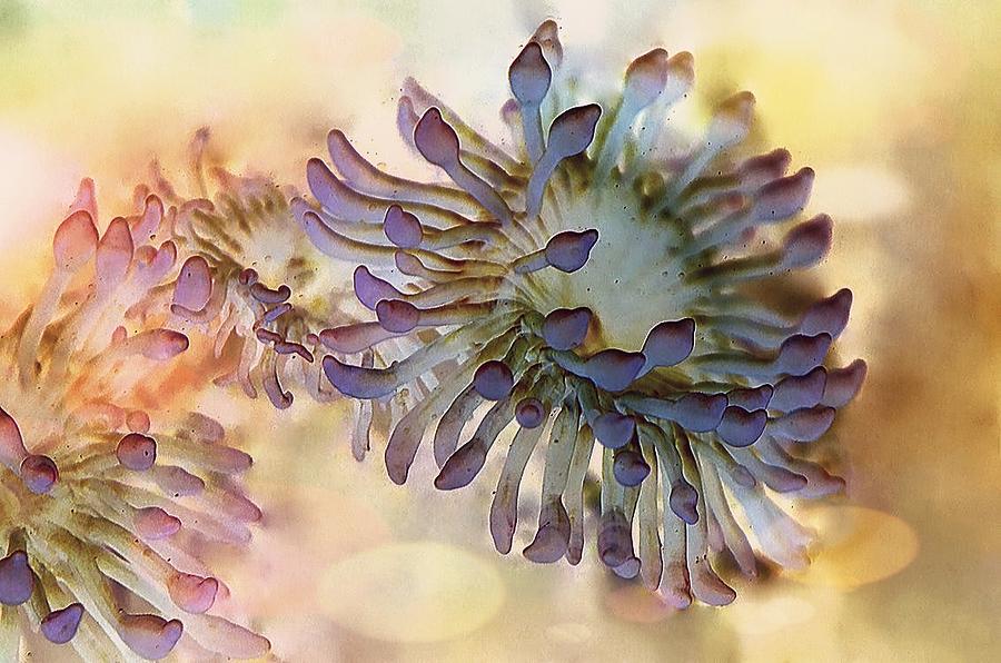 Marine Flower Photograph by Roly Santos Fine Art America Marine Flower Photograph by Roly Santos Fine Art America