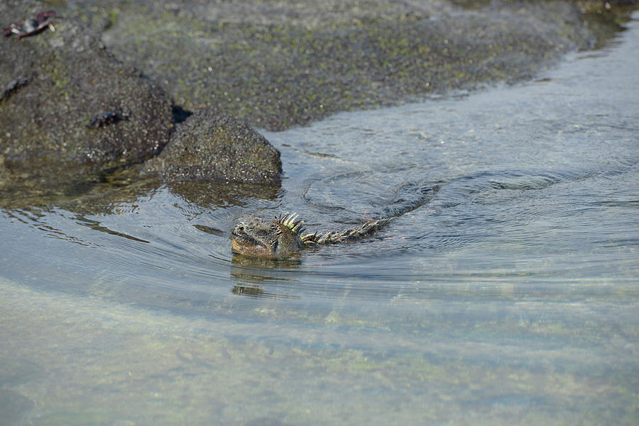 Marine Iguana, Amblyrhynchus cristatus, Punta Espinosa, Fernandina Island, Galapagos Islands, Ecuador Photograph by Kevin Oke