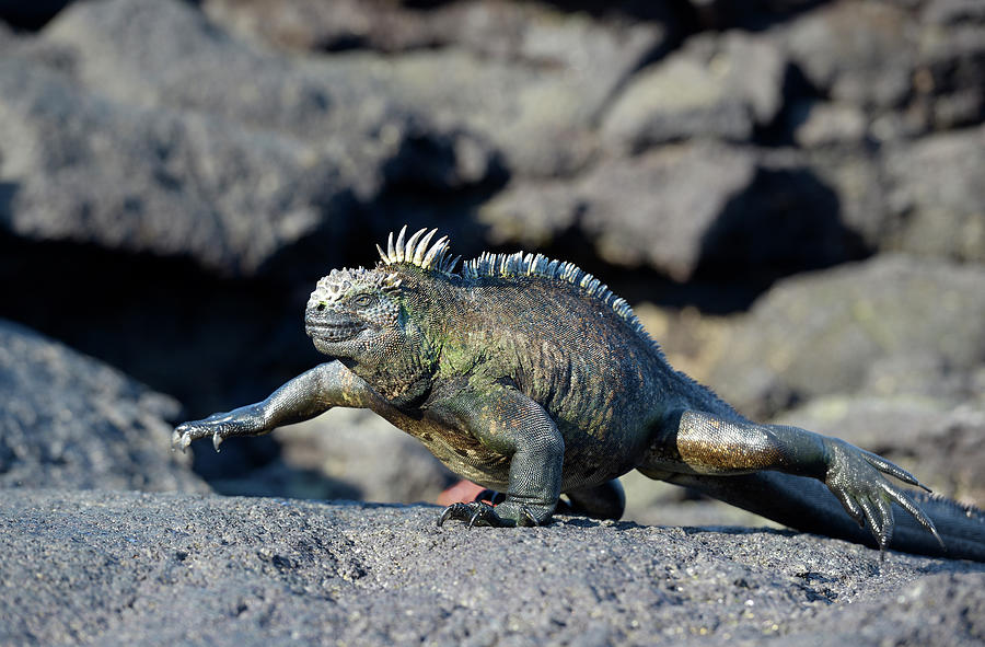 Marine Iguana, Amblyrhynchus cristatus, walking, Punta Espinosa, Fernandina Island, Galapagos Islands, Ecuador Photograph by Kevin Oke