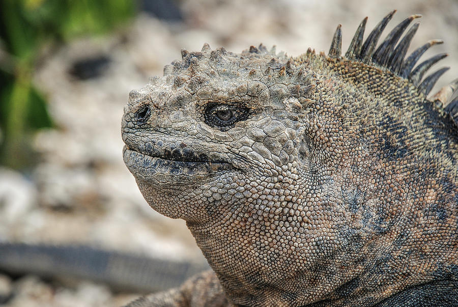 Marine Iguana close-up Photograph by Henri Leduc