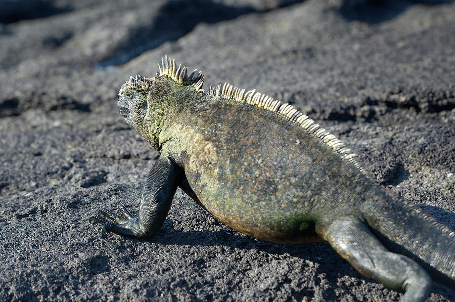 Marine Iguana close up, Punta Espinosa, Fernandina Island, Galapagos Islands, Ecuador Photograph by Kevin Oke