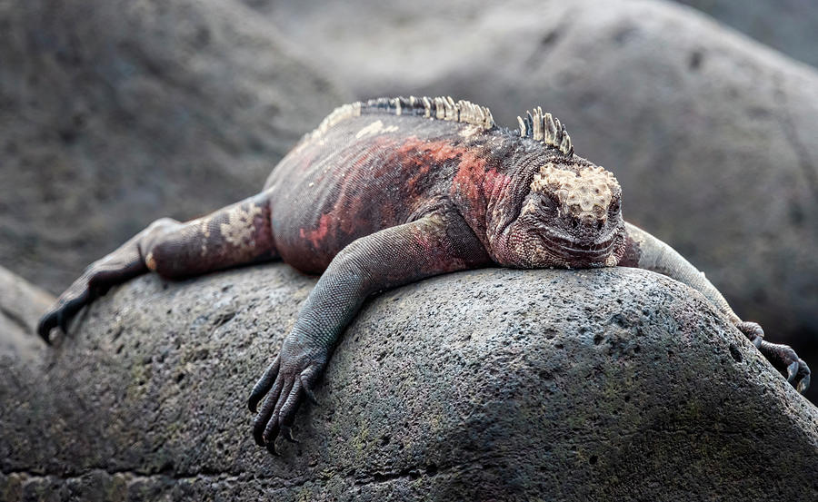 Marine Iguana Exhaustion Photograph by Joan Carroll