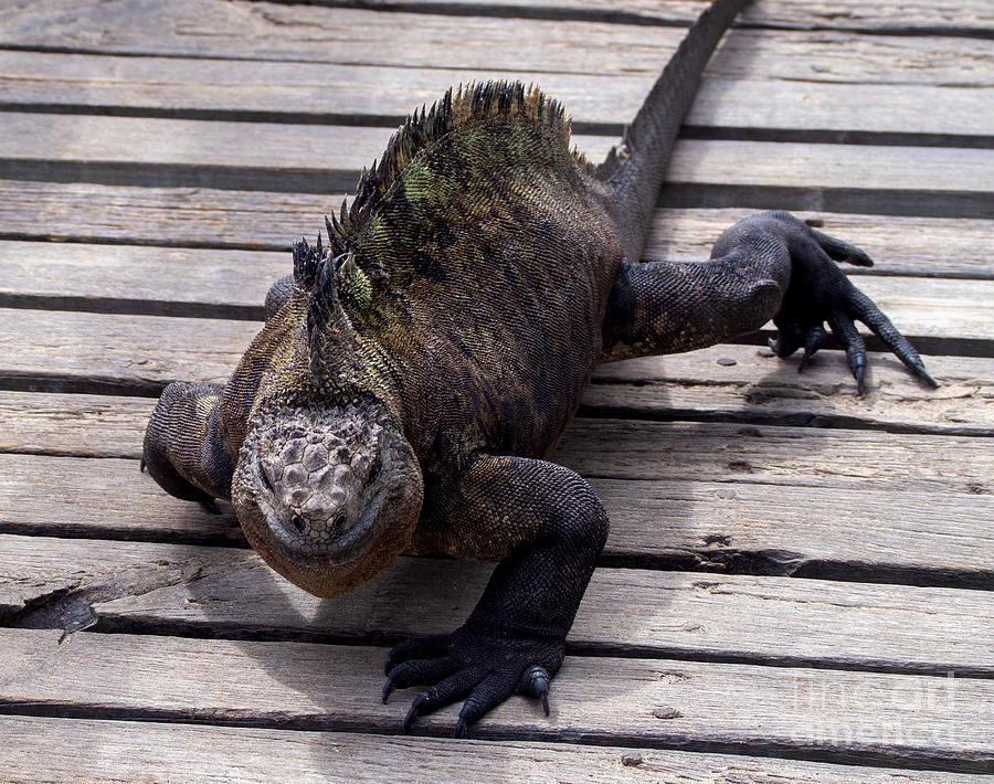  Marine Iguana on a Dock in the Galapagos Photograph by L Bosco