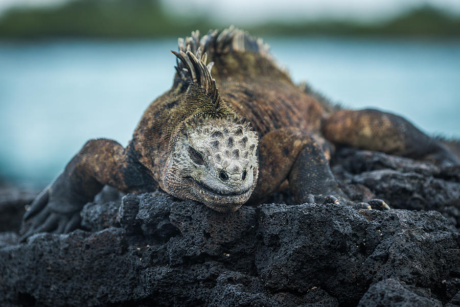 Marine iguana on volcanic rocks beside sea Photograph by Nick Dale