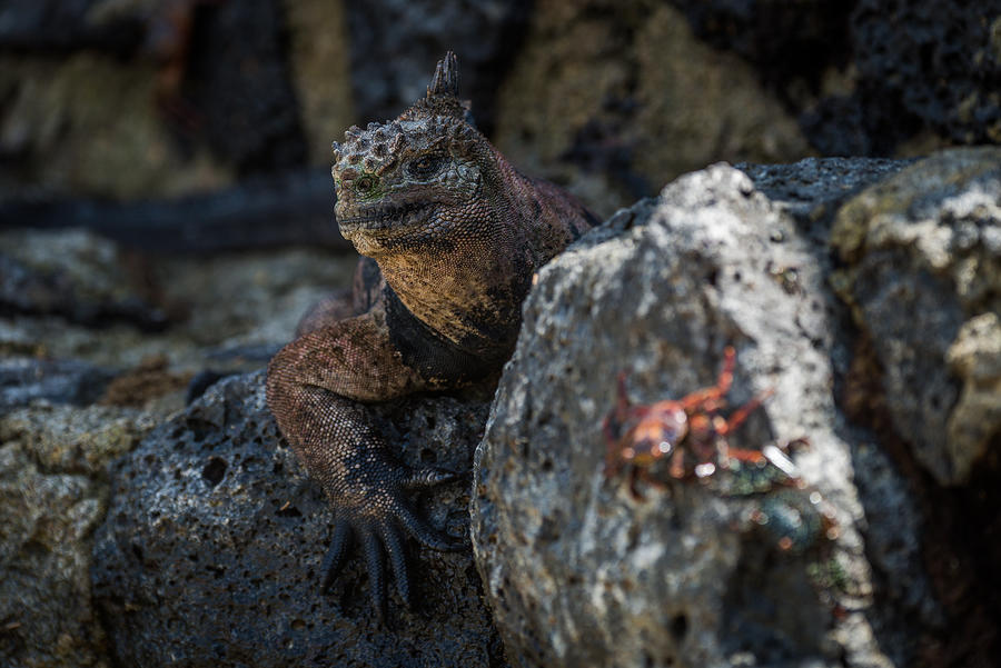 Marine iguana with blurred Sally Lightfoot crab Photograph by Nick Dale