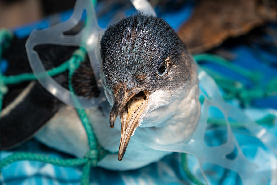 Marine plastic pollution and nature conservation concept - penguin trapped in plastic net Photograph by Tsvibrav