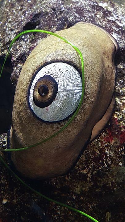 Marine Sea Slug Photograph by Pour Your heART Out Artworks
