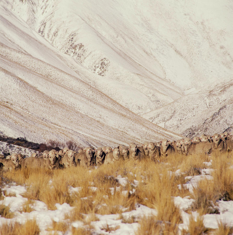 Marino Sheep Photograph by Michael Pole