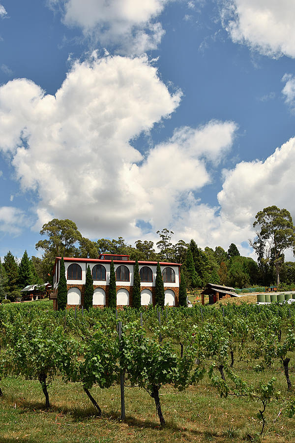 Marions Vineyard Photograph by Andrei SKY