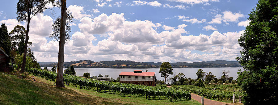 Marions Vineyard panorama Photograph by Andrei SKY