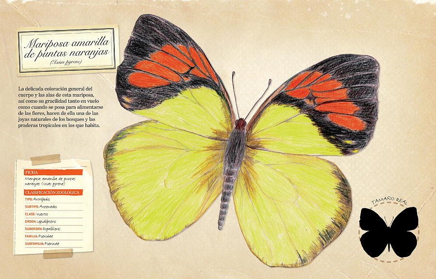 Mariposa amarilla de puntas naranjas Digital Art by Album