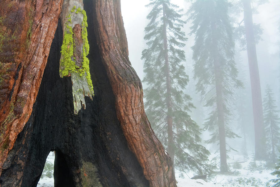 Mariposa Grove Giant Sequoia Photograph by Kyle Hanson