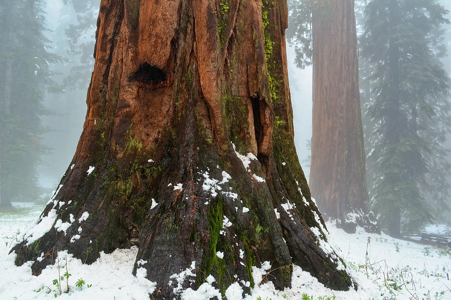 Mariposa Grove Sequoia Photograph by Kyle Hanson