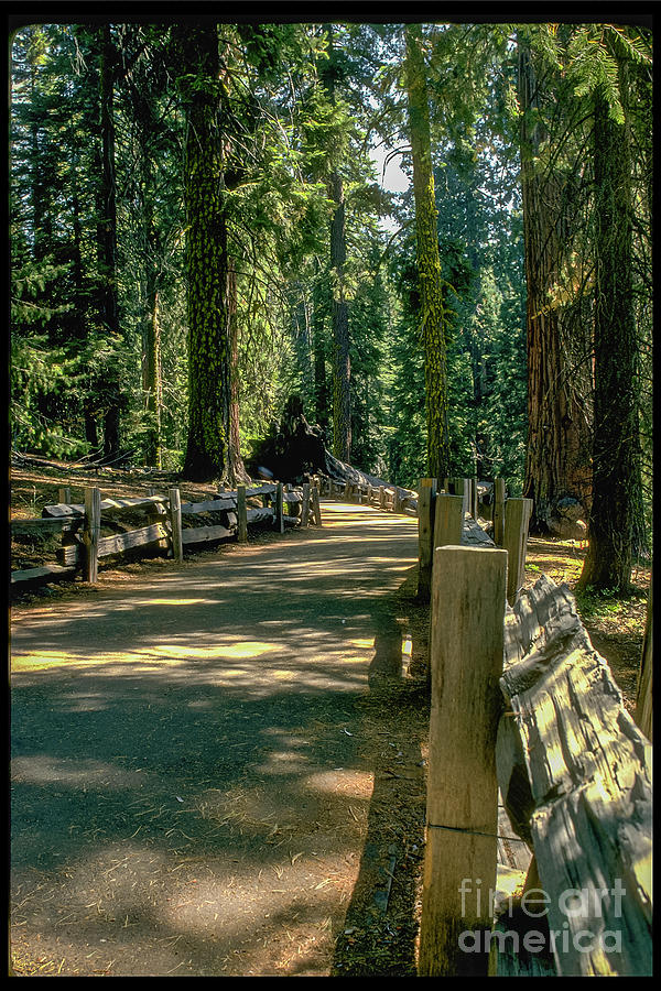 Mariposa Grove Sequoias Photograph by David Zanzinger