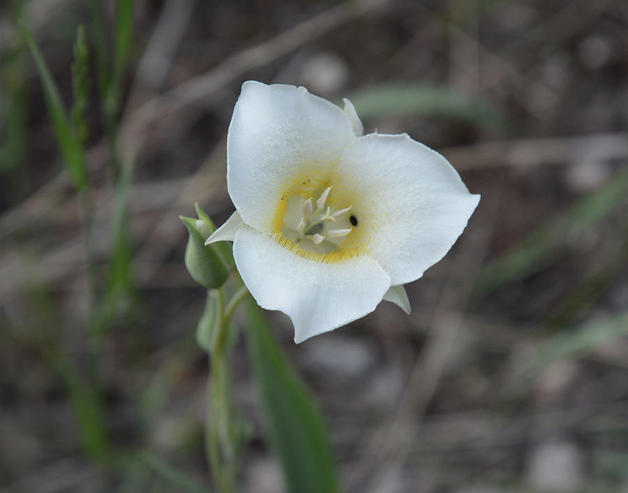 Mariposa Lily 3 Photograph by Whispering Peaks Photography