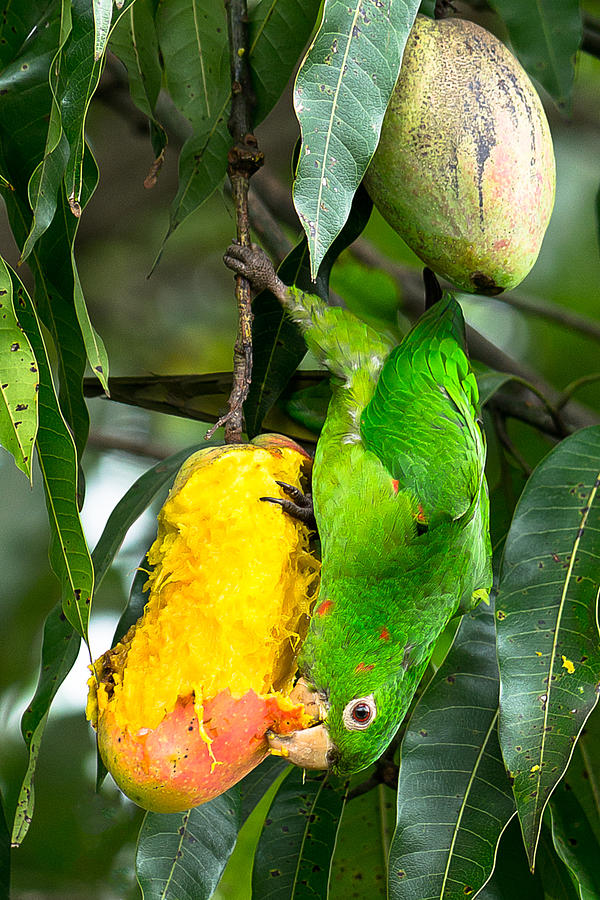 Maritaca eating mangoes. Photograph by CRMacedonio