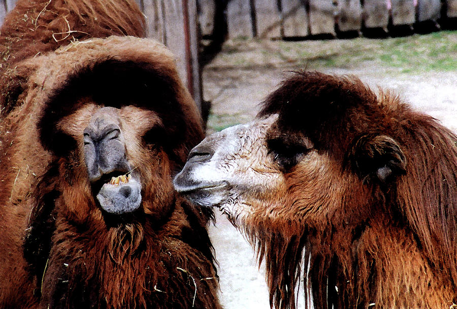 Marital Strife Among Camels Photograph by Wayne King