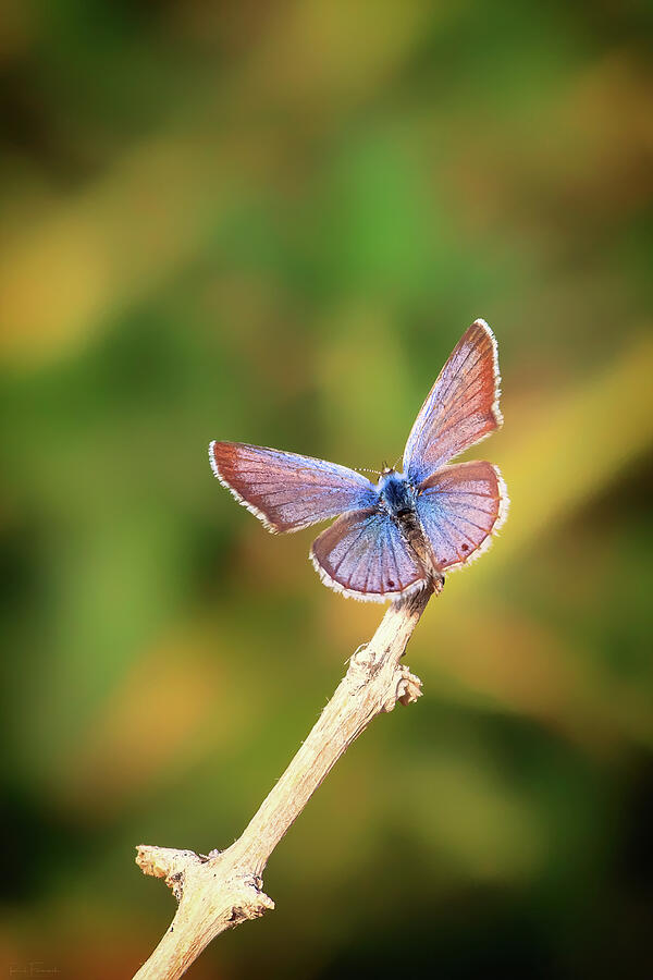 Marius Hairstreak Butterfly Photograph by Rick Furmanek