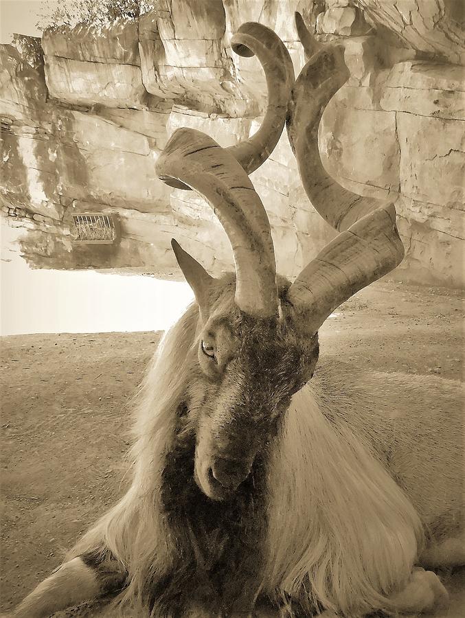 - Markhor Goat Photograph by THERESA Nye
