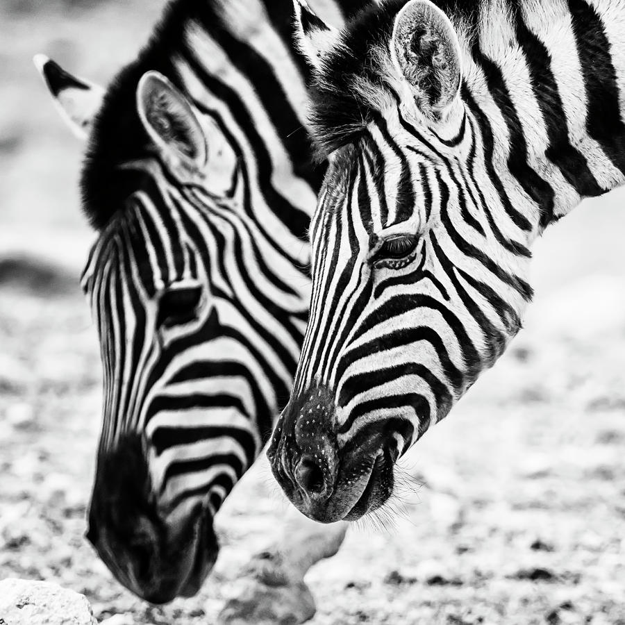 Markings on a Zebras Face Photograph by Belinda Greb