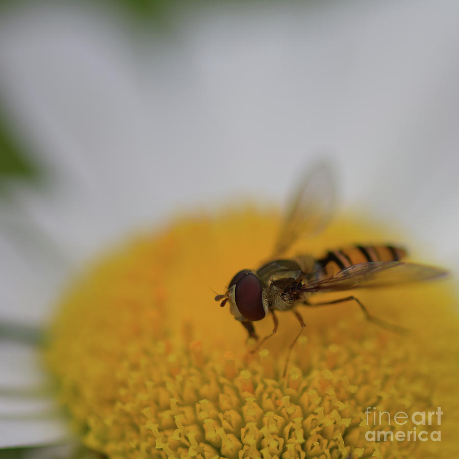 Marmalade Hoverfly - Episyrphus balteatus Photograph by Yvonne Johnstone