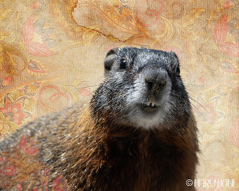 Marmalade Marmot Photograph by Mary Hone