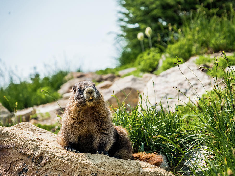 Marmot #3 Photograph by Alberto Zanoni